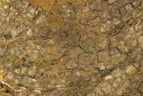 Polished Petrified Shrinkwood Slab - Live Oak County, Texas #236477-1